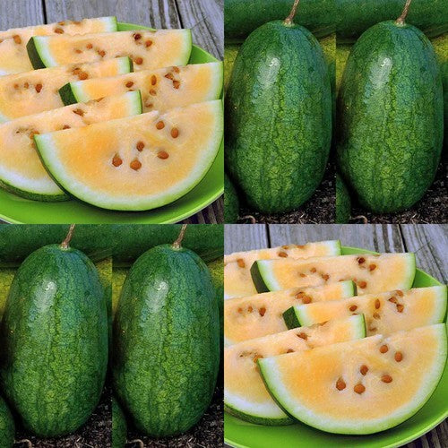 Watermeloenen 'Sweet Siberian'