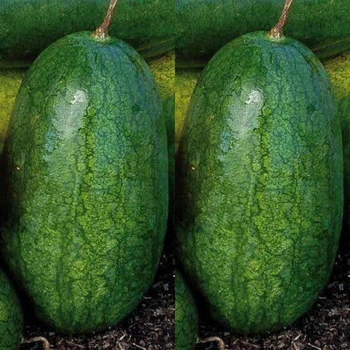 Watermeloenen 'Sweet Siberian'