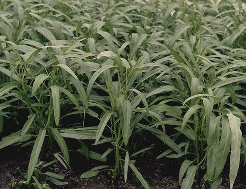 Waterspinazie 'Yangtze' / 'Large Leaf'