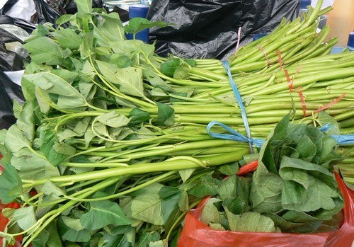 Water Spinach 'Bamboo-Leaved' / 'Liao'