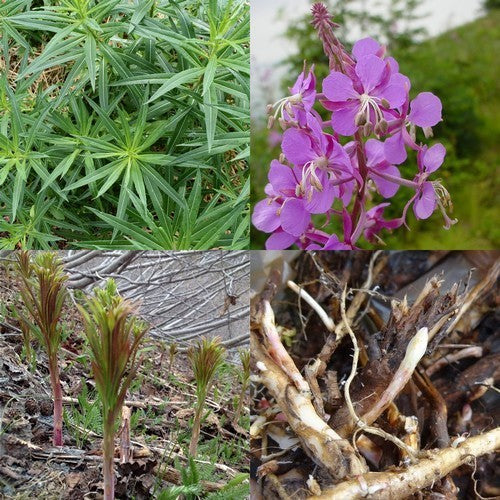 Wilgenroosje