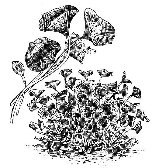 Winter Purslane, Common