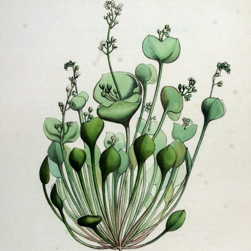Winter Purslane, Common
