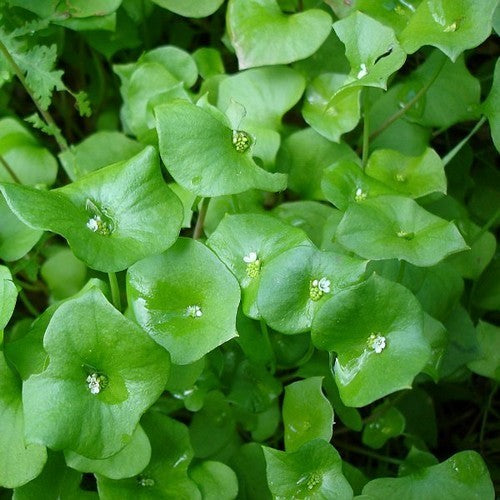 Winter Purslane, Common