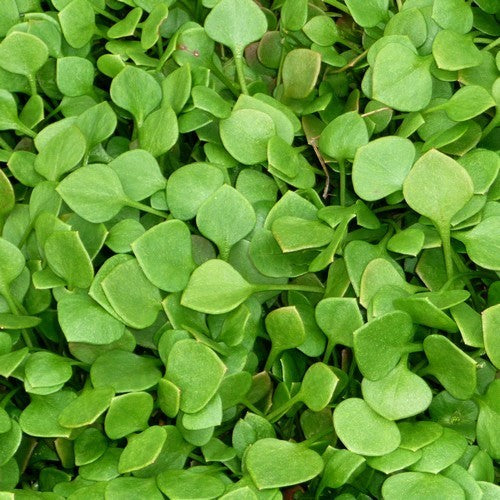 Winter Purslane, Common