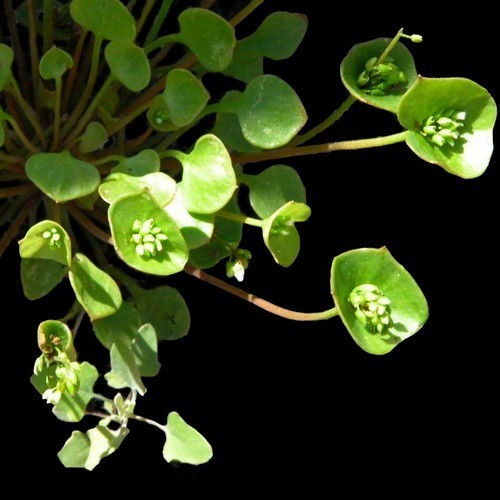 Winter Purslane, Common