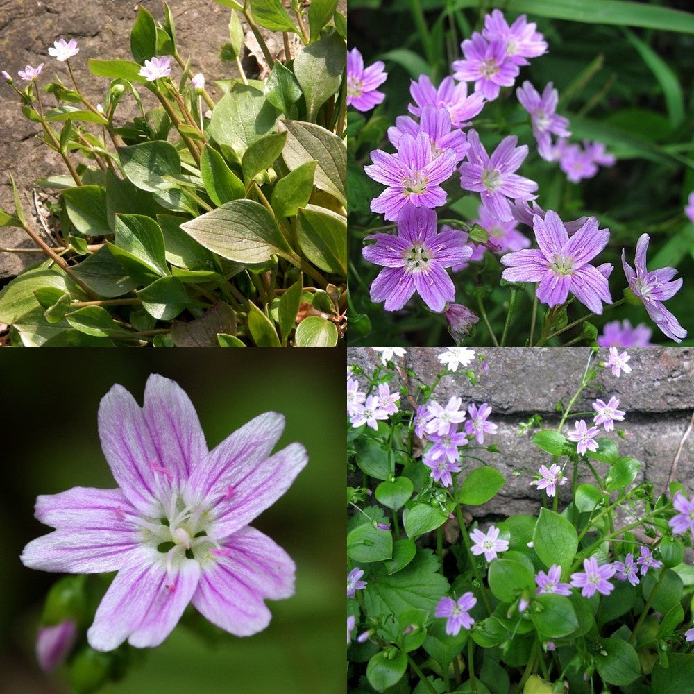 Winter purslane. Pink