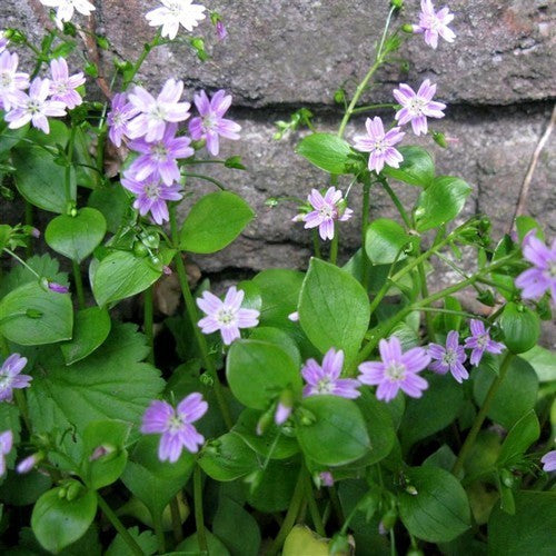 Winter purslane. Pink