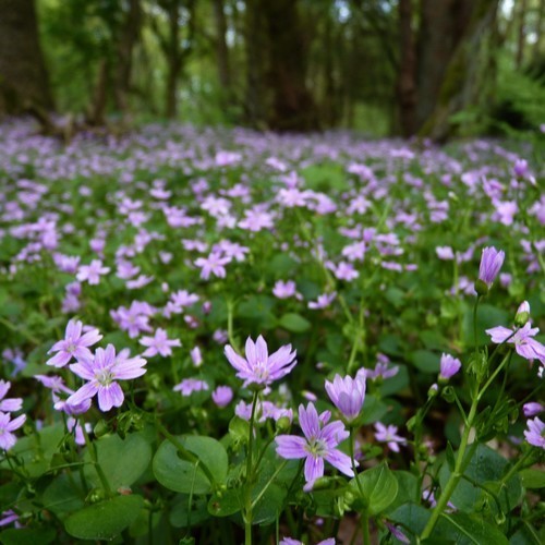 Winter purslane. Pink