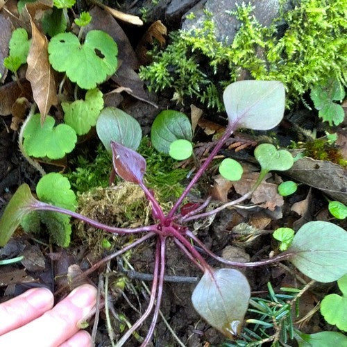 Winter purslane. Pink