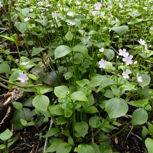 Winter purslane. Pink