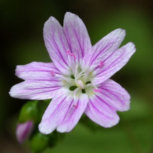 Winter purslane. Pink