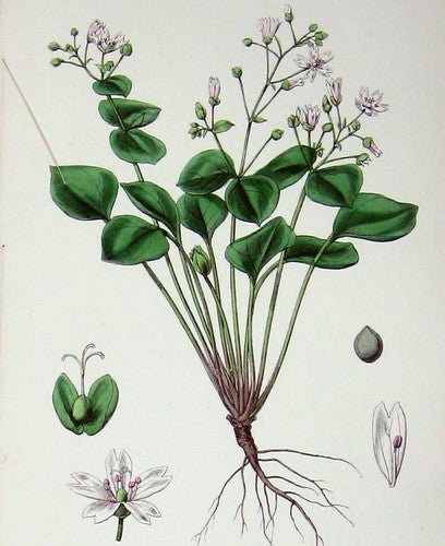 Winter purslane. Pink