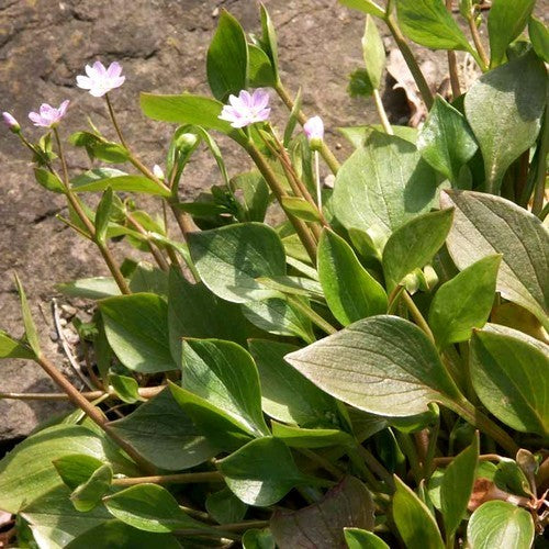 Winter purslane. Pink