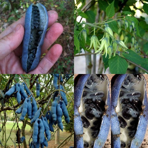Sausage Tree, Blue