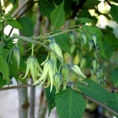 Sausage Tree, Blue
