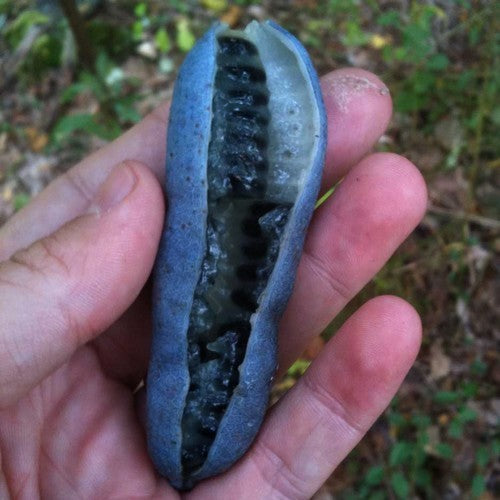 Sausage Tree, Blue
