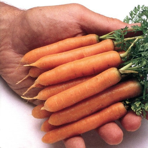 Summer Carrots 'Amini' / 'Little Finger'