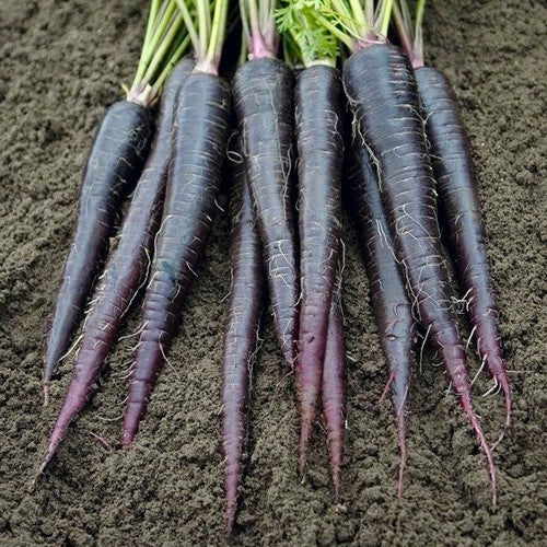 Summer Carrot 'Black Nebula' / 'Deep Purple' F1