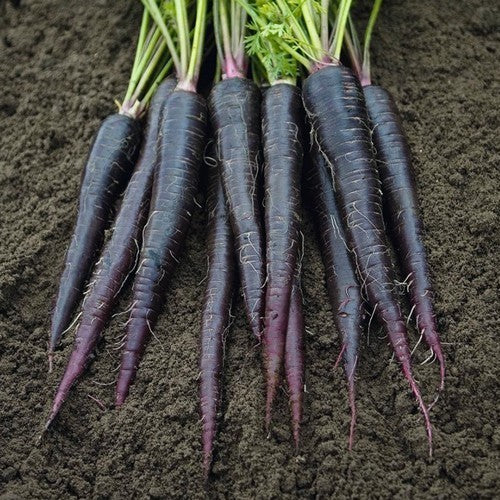 Summer Carrot 'Black Nebula' / 'Deep Purple' F1