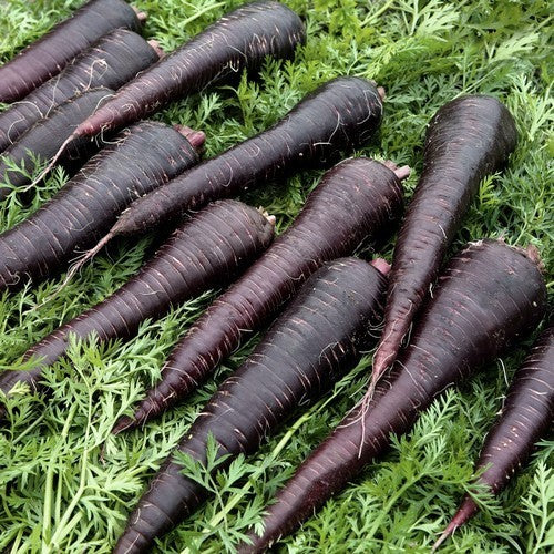 Summer Carrot 'Black Nebula' / 'Deep Purple' F1