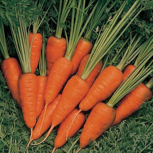 Summer Carrot 'Burpee's Short 'N' Sweet'