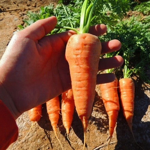 Summer Carrots 'Chantenay' / 'Chantenay Red Core'