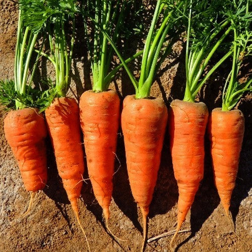 Summer Carrots 'Chantenay' / 'Chantenay Red Core'