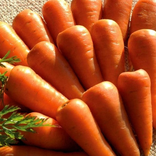 Summer Carrots 'Chantenay' / 'Chantenay Red Core'