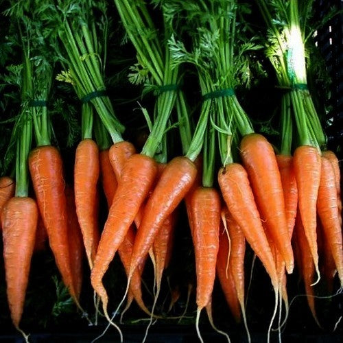Summer Carrots 'Chantenay' / 'Chantenay Red Core'