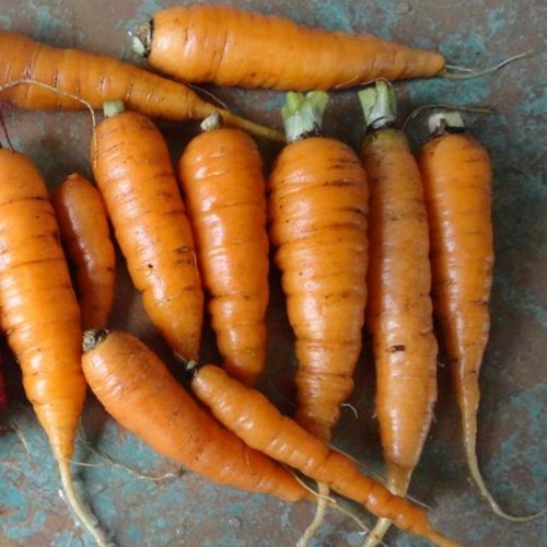 Summer Carrots 'Early Market Horn' / 'Early Red Horn'