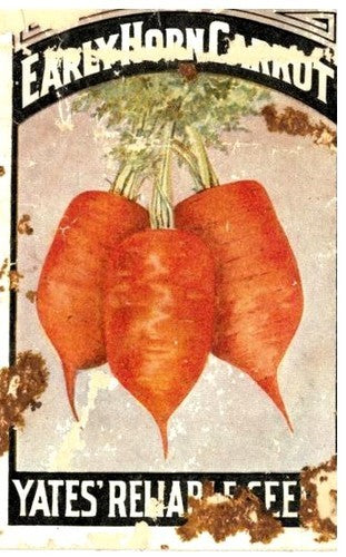 Summer Carrots 'Early Market Horn' / 'Early Red Horn'