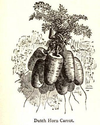 Summer Carrots 'Early Market Horn' / 'Early Red Horn'