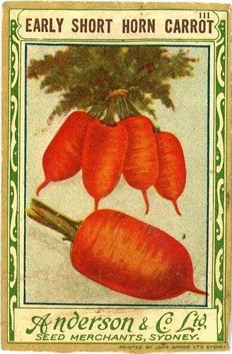 Summer Carrots 'Early Market Horn' / 'Early Red Horn'