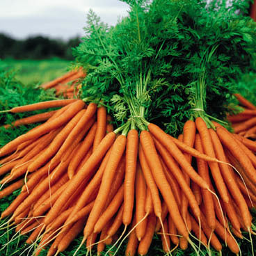 Summer Carrot 'Flyaway' F1 / 'Tozresis' F1