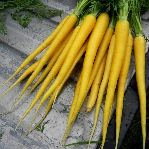 Summer Carrots 'Limburgse Gele van Mollenstaart'