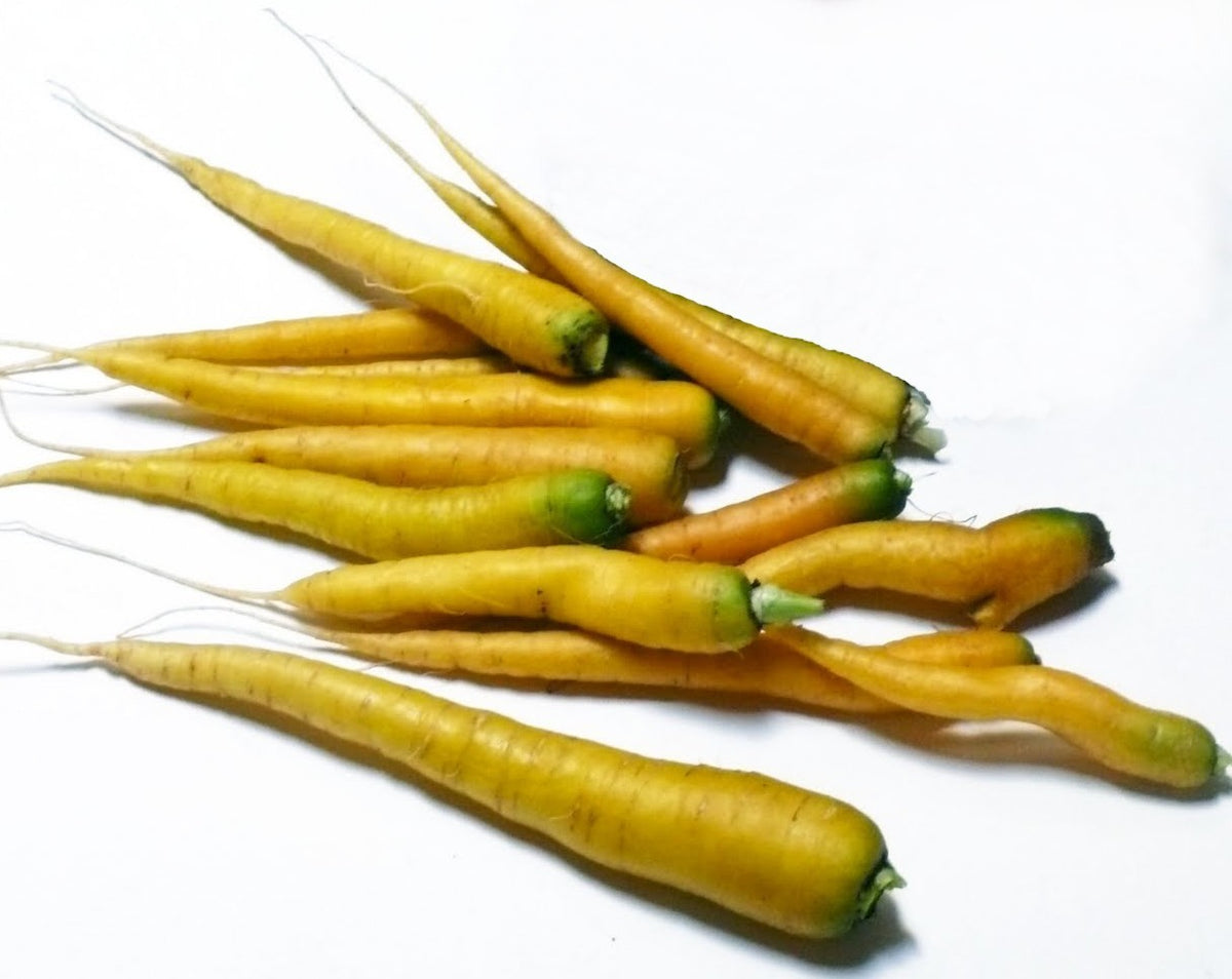 Summer Carrots 'Limburgse Gele van Mollenstaart'
