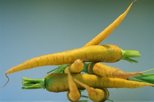 Summer Carrots 'Limburgse Gele van Mollenstaart'