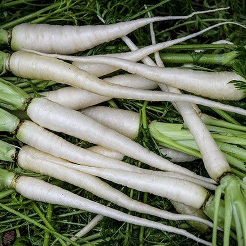 Zomerwortelen 'Lunar White'