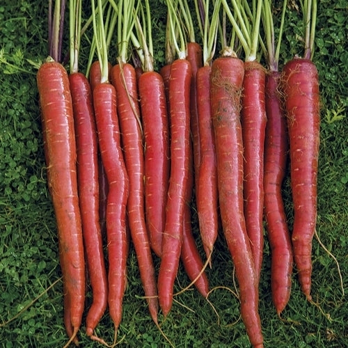 Summer Carrots 'Malbec' F1