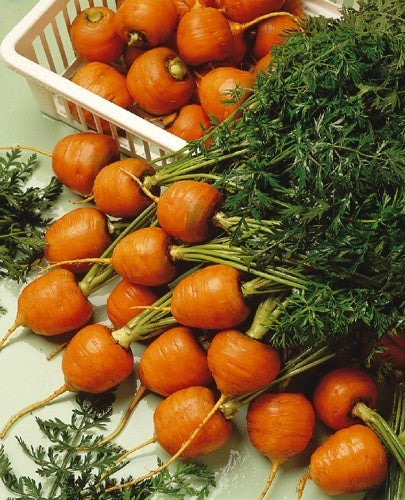 Summer Carrots 'Paris Market 4' / 'Paris Early Round'