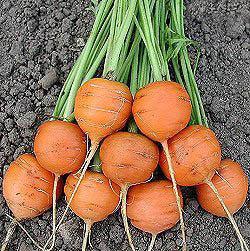 Summer Carrots 'Paris Market 4' / 'Paris Early Round'
