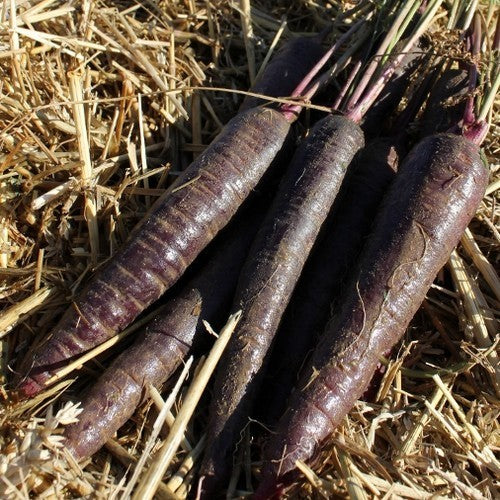 Zomerwortelen 'Purple Sun' F1