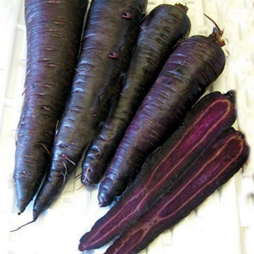 Zomerwortelen 'Purple Sun' F1