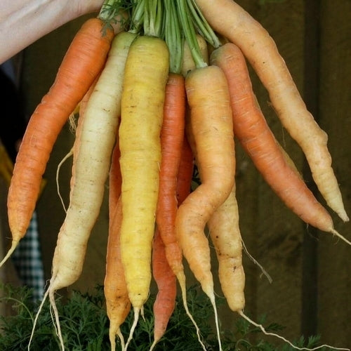Zomerwortelen 'Rainbow' F1