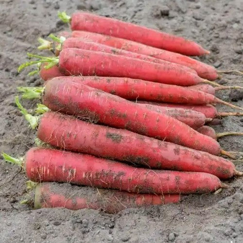Zomerwortelen 'Redsun' F1