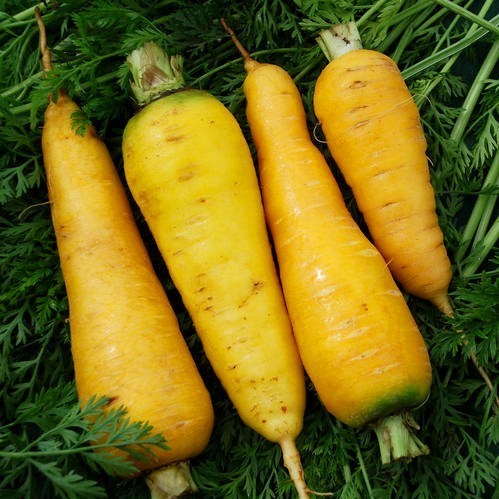 Zomerwortelen 'solar Yellow'