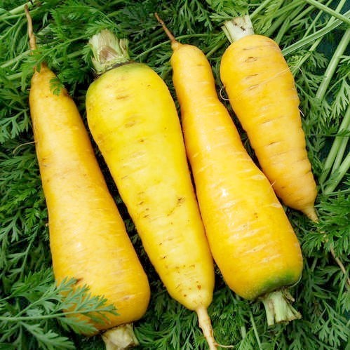 Summer Carrots 'Solar Yellow'