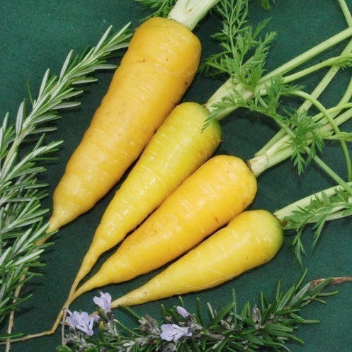 Summer Carrots 'Solar Yellow'