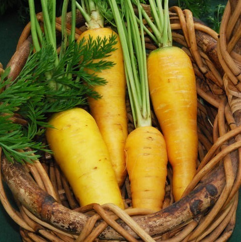Summer Carrots 'Solar Yellow'